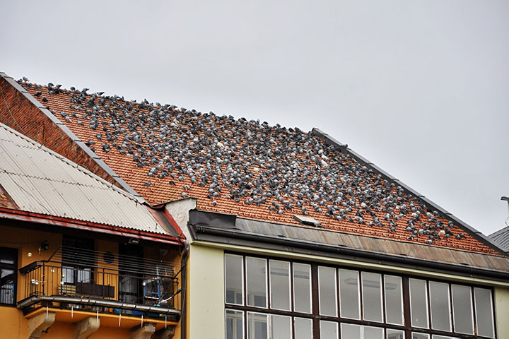 A2B Pest Control are able to install spikes to deter birds from roofs in Oldbury. 