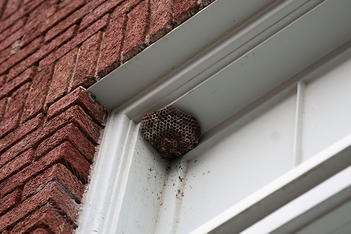 We provide a wasp nest removal service for domestic and commercial properties in Oldbury.